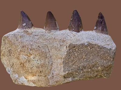 A fossil of the jaw of a Mosasaurus, a giant prehistoric marine reptile that lived during the 