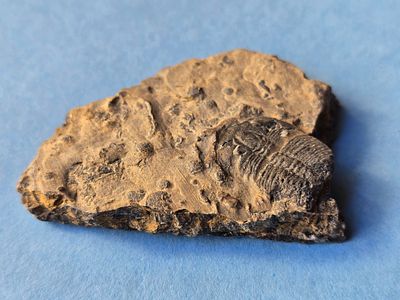 A fossil of a trilobite, an extinct marine creature that was common during the Paleozoic era. Th 