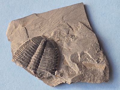 A fossil of a trilobite, an extinct marine creature that was common during the Paleozoic era. Th 