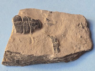 A fossil of a trilobite, an extinct marine creature that was common during the Paleozoic era. Th 