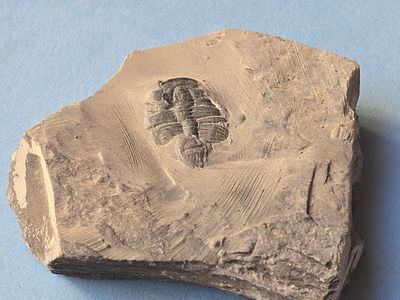 A fossil of a trilobite, an extinct marine creature that was common during the Paleozoic era. Th 