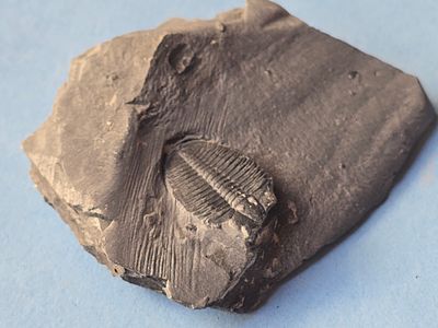 A fossil of a trilobite, an extinct marine creature that was common during the Paleozoic era. Th 