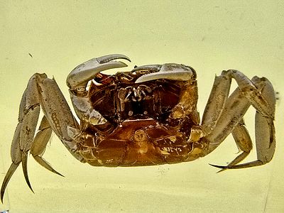 Hermit crab preserved in a transparent resin/epoxy block.. The crab is real and stuffed. 