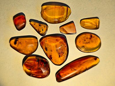 Collection of 10 original amber fossils with insects/mosquitoes/crustaceans inside them - an 