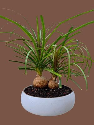 "3-Headed" Ponytail Bonsai (Beaucarnea recurvata), also known as "Elephant Foot Tree". A unique 