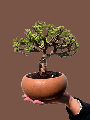 Amazing miniature bonsai Portulacaria afra. A true hardy plant that survives in all weather 