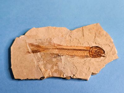 A fossil of a fish of the genus Lycoptera, a primitive fish that became extinct in East Asia 