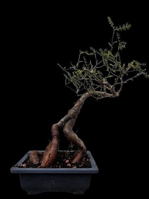 BOperculicarya bonsai. The tree originates from Madagascar and is known as the "elephant tree" 
