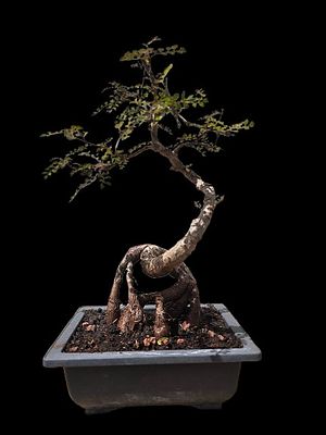 BOperculicarya bonsai. The tree originates from Madagascar and is known as the "elephant tree" 