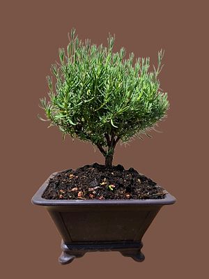 Spanish Lavender Bonsai, a stunning Mediterranean plant that even blooms. Very easy to grow. 