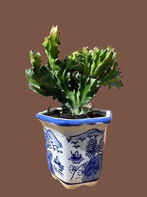 Coral Cactus Bonsai - Euphorbia lactea Cristata. Requires bright light and it is important to 
