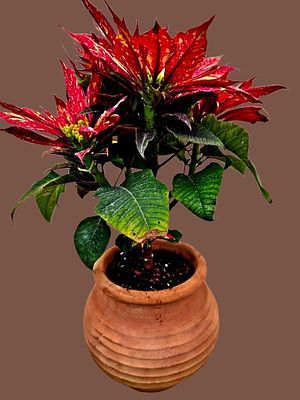 Poinsettia bonsai (also called "Christmas star"). Very easy to grow. 
Amazing leaf colors. 