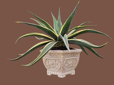 Agave bonsai (variegated). A cross between Agave and Manfreda. 
Very easy to grow. 
Impressive 