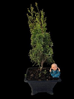 Israeli cypress bonsai. The figurine and marker in the photos are for illustrative purposes 