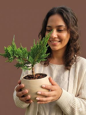 בונסאי ערער יפני "אכפנסה פרסוני". ערער מיניאטורי מדהים. 
כולל עציץ חרס איכותי תוצרת גרמניה.