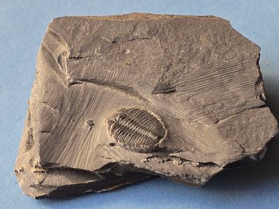 A fossil of a trilobite, an extinct marine creature that was common during the Paleozoic era. Th 