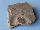 A fossil of a trilobite, an extinct marine creature that was common during the Paleozoic era. Th Image - 1