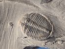 A fossil of a trilobite, an extinct marine creature that was common during the Paleozoic era. Th Image - 2
