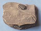 A fossil of a trilobite, an extinct marine creature that was common during the Paleozoic era. Th Image - 3