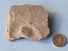 A fossil of a trilobite, an extinct marine creature that was common during the Paleozoic era. Th Image - 4