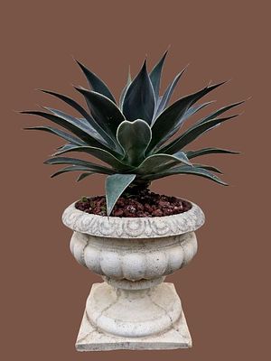 Mangave bonsai. A cross between Agave and Manfreda. 
Very easy to grow. 
Impressive plant. 
