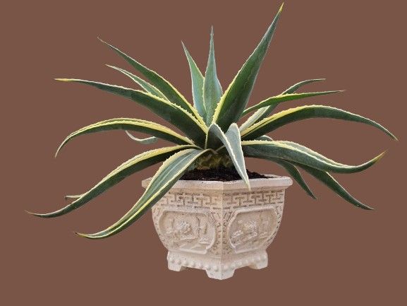 Agave bonsai (variegated). A cross between Agave and Manfreda. 
Very easy to grow. 
Impressive 