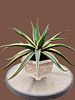 Agave bonsai (variegated). A cross between Agave and Manfreda. 
Very easy to grow. 
Impressive Image - 1