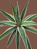 Agave bonsai (variegated). A cross between Agave and Manfreda. 
Very easy to grow. 
Impressive Image - 2
