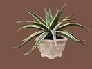 Agave bonsai (variegated). A cross between Agave and Manfreda. 
Very easy to grow. 
Impressive Image - 3