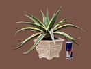 Agave bonsai (variegated). A cross between Agave and Manfreda. 
Very easy to grow. 
Impressive Image - 4