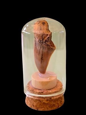 Fossil of a MEGALODON SHARK tooth, in a glass capsule. The fossil is millions of years old. 