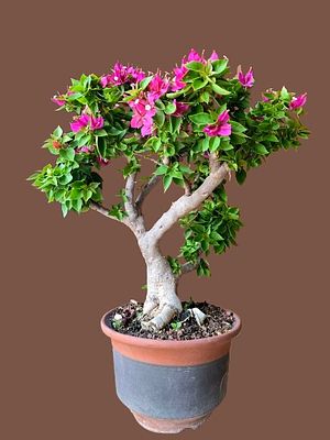 Bonsai Bougainvillea 'Mini Thai'. Bonsai is at least 25 years old. 
Amazing forehead blooms 