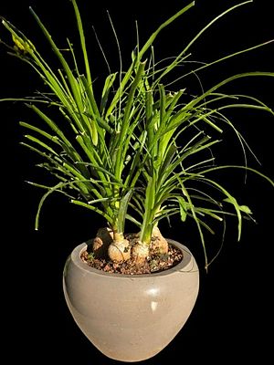 Nolina bonsai (Beaucarnea recurvata), also known as "elephant's foot". An impressive plant and 