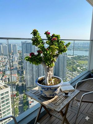 A giant bonsai at least 60 years old - a 'Mini Thai' bougainvillea with a very impressive 