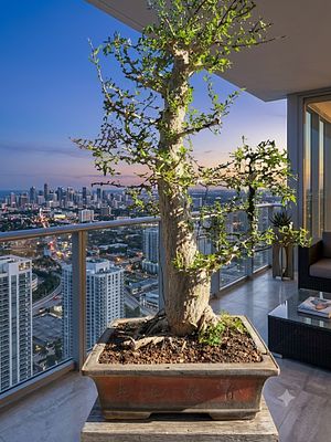 A giant bonsai tree that is at least 50 years old - a bonsai of the Operculicarya decaryi type 