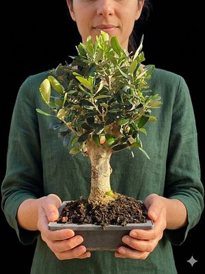 Miniature bonsai - Israeli olive tree "Nabli Mohsen". Very impressive. 
Sculptural trunk. 
