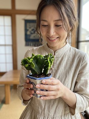 Miniature bonsai - an extremely rare succulent known as the "Coral Cactus". Very easy to grow. 