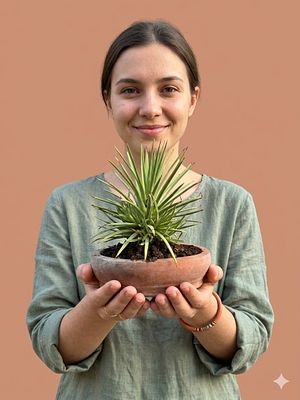 Miniature bonsai - Nana agave (Agave stricta 'Nana'), also known as the dwarf "hedgehog agave". 