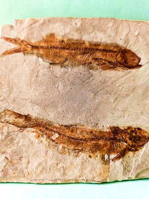 A pair of fossil fish of the genus Lycoptera, a primitive fish that became extinct in East Asia 