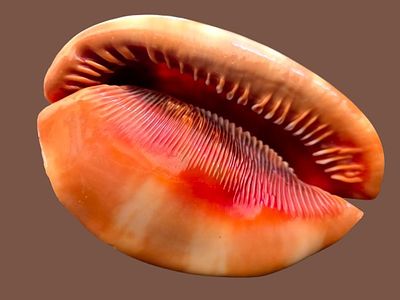 A large sea snail shell of the species Cypraecassis rufa (commonly known as the Bullmouth 