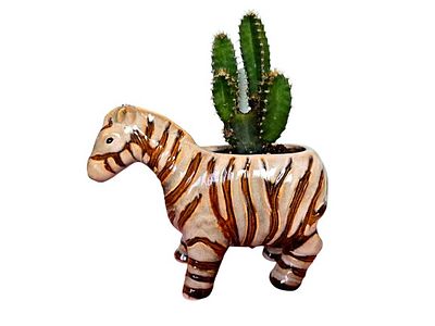 Miniature cactus bonsai. Includes a high-quality ceramic pot. 
Very easy to grow - in the office 