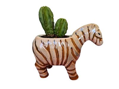 Miniature cactus bonsai. Includes a high-quality ceramic pot. 
Very easy to grow - in the office 