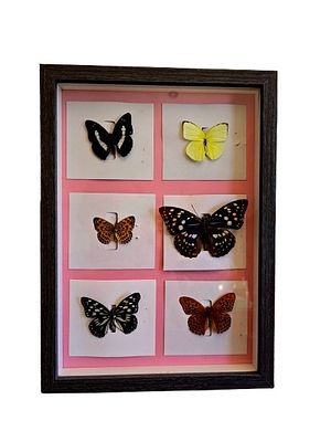 A collection of real, preserved/embalmed, framed butterflies. Quality frame. 
Can be hung on a 
