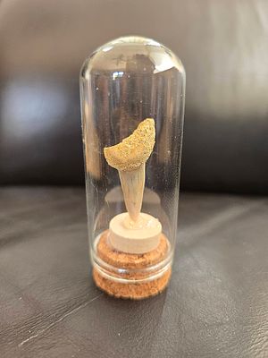 מאובן של שן מגלודון (Megalodon) שלמה עם השורש שלה מוגנת בקפסולת זכוכית. גובה הקפסולה 7.5 ס"מ. 