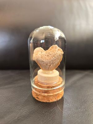 A fossil of a complete "raven shark" (Squalicorax) tooth with its root protected in a glass capsule.