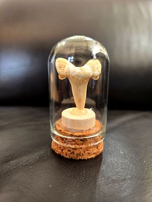 A fossil of a goblin shark tooth (Mitsukurina sp.) complete with its root protected in a glass 