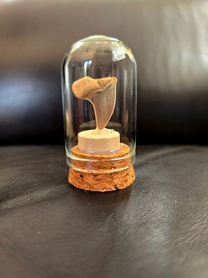 A fossil of a complete megalodon shark tooth with its root protected in a glass capsule. Capsule 