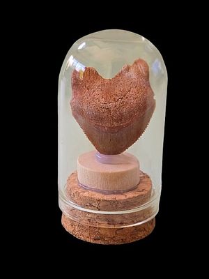 Fossil of a Squalicorax shark tooth (crow shark), in a glass capsule.. The fossil is millions 