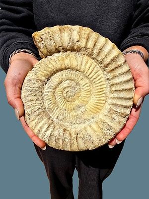 A giant ammonite fossil weighing 2.5 kg, from the dinosaur era. Unusual size and extremely rare. 