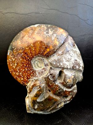 Giant Ammonite Fossil - Ammolite from Madagascar. Original item from nature sculpted and 